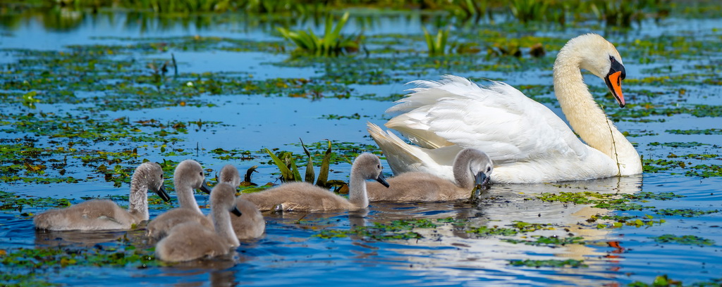 Familia Lebedei - Delta Dunării, Cele mai Bune Oferte de Vacanta Odihna si Relaxare in Romania