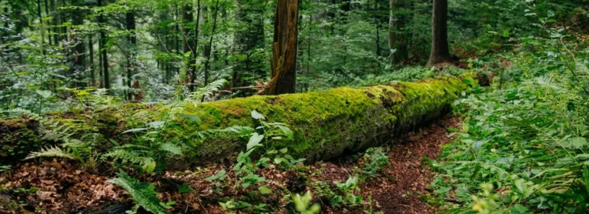 Observatoare de Ursi in Muntii Carpati – Oferte de Cazare, Programe, Atractii si Agrement