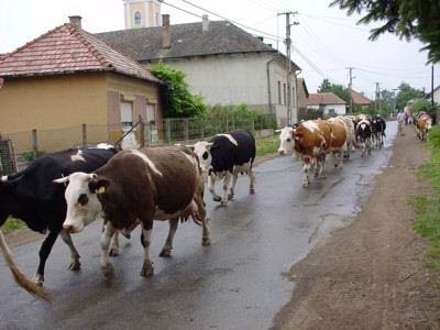 Tehénfejés