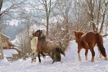 Lunca Craiul Panzió, Fehér Megye, Vidra községa 