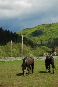 Deság - Zetevár Panzió és Lovas Központ - Hargita Megye