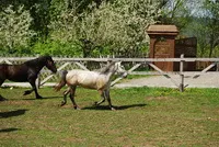 Deság - Zetevár Panzió és Lovas Központ - Hargita Megye