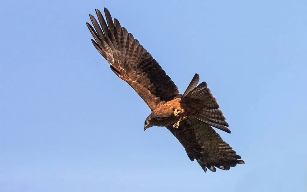 Szirti sas a Radnai-havasokban